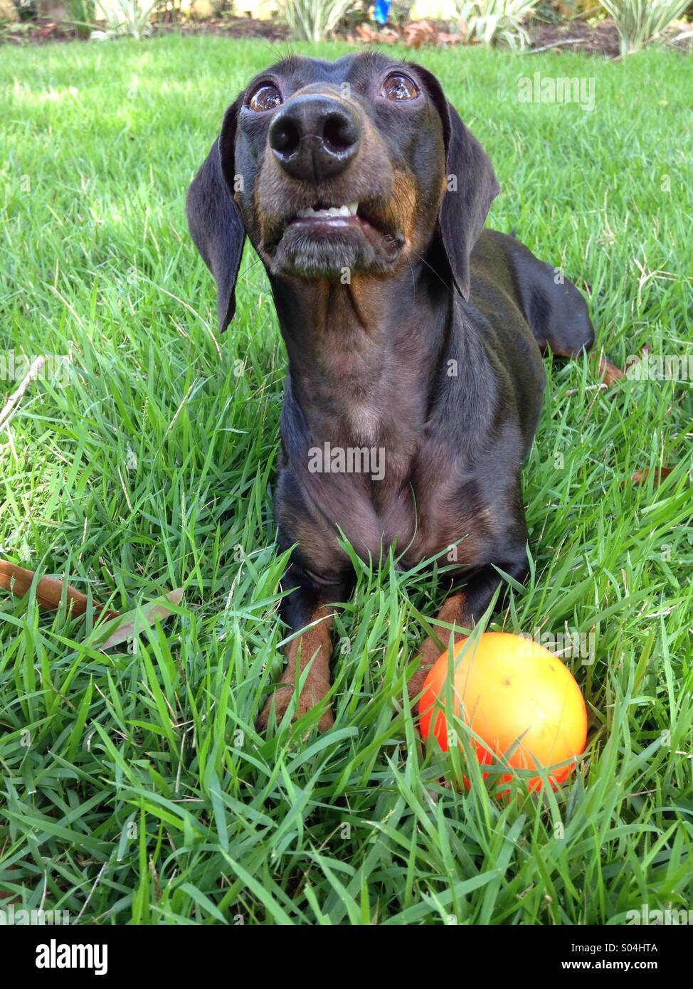 Dackel Hund mit Ball im Garten, Fort Myers, USA - Smartphone-aufgenommenes Stockfoto