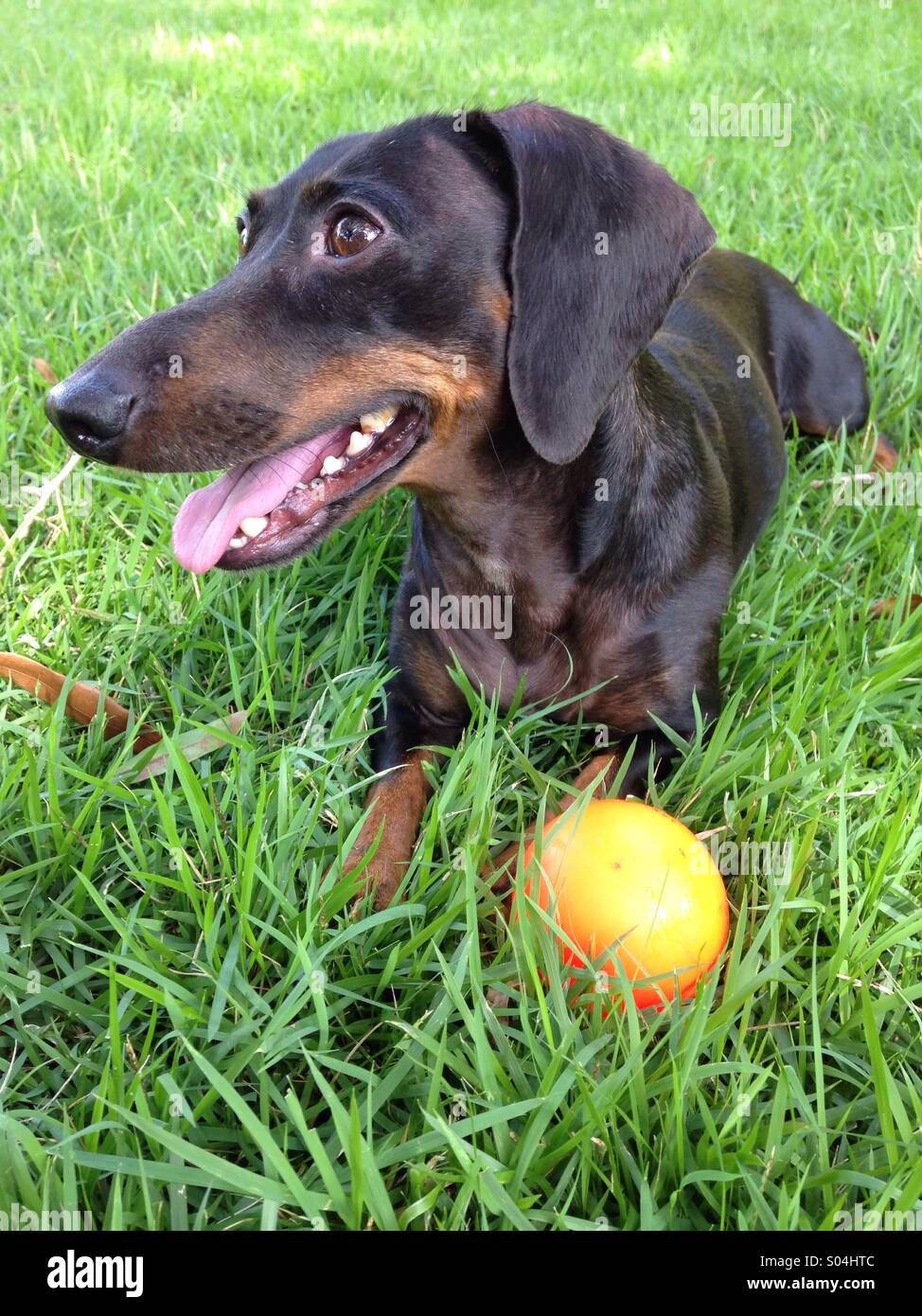 Dackel Hund im Garten mit Ball, Fort Myers, USA - Smartphone-aufgenommenes Stockfoto