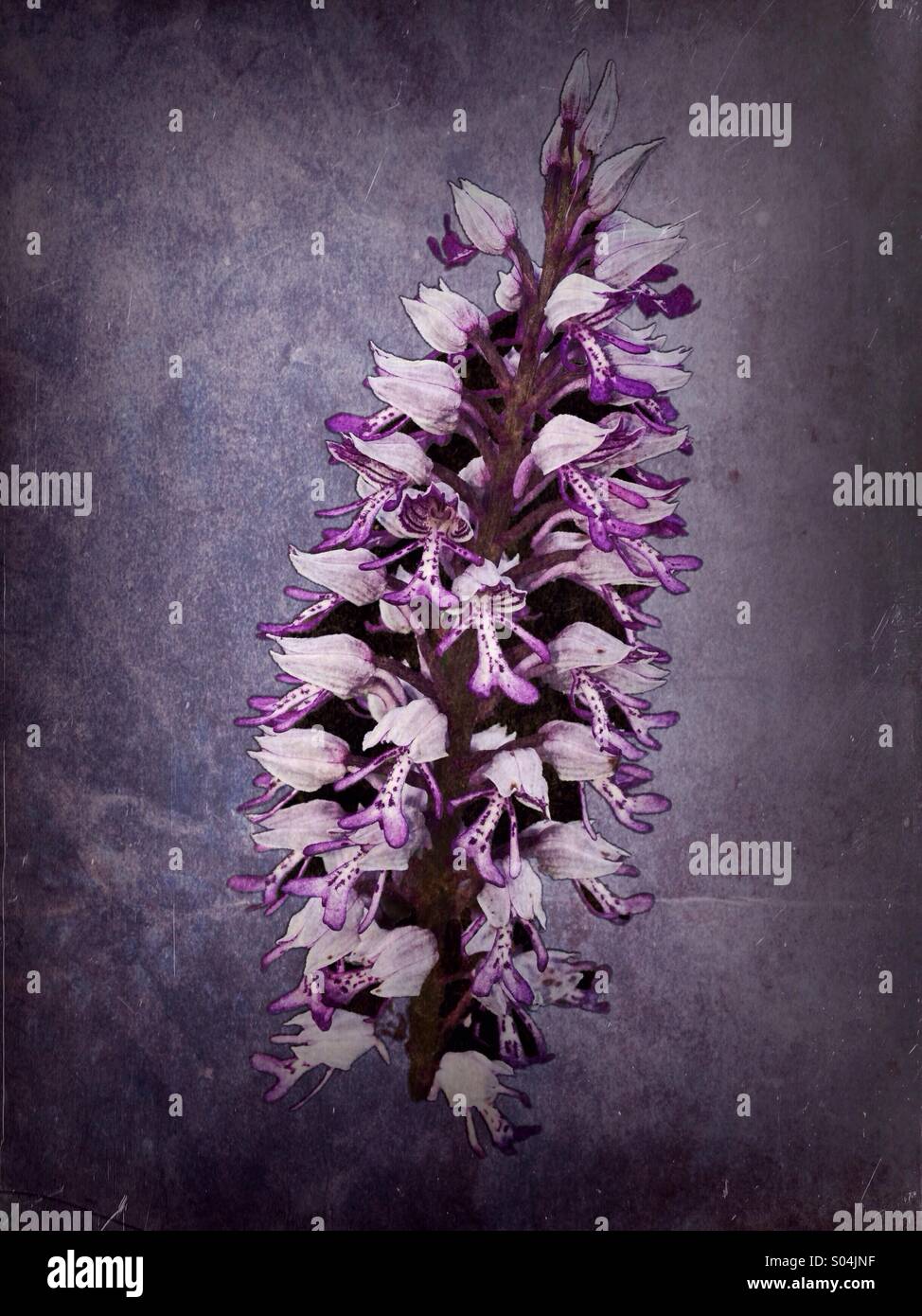 Militärische Orchidee (Orchis Militaris) auf strukturierten Hintergrund - Smartphone-aufgenommenes Stockfoto