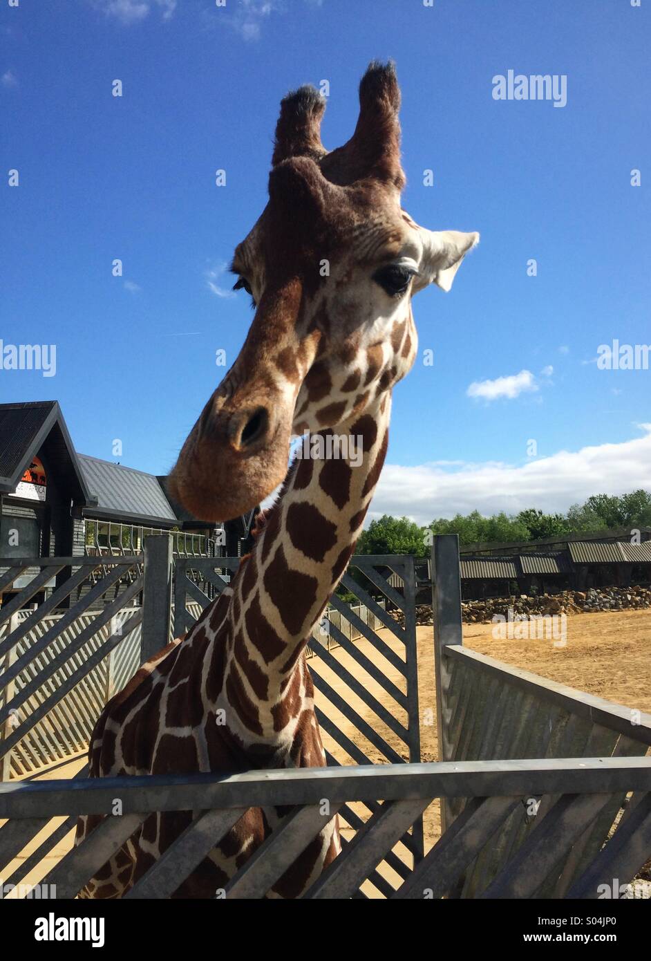 Eine freundliche Giraffe im Colchester Zoo warten, gefüttert zu werden. - Smartphone-aufgenommenes Stockfoto