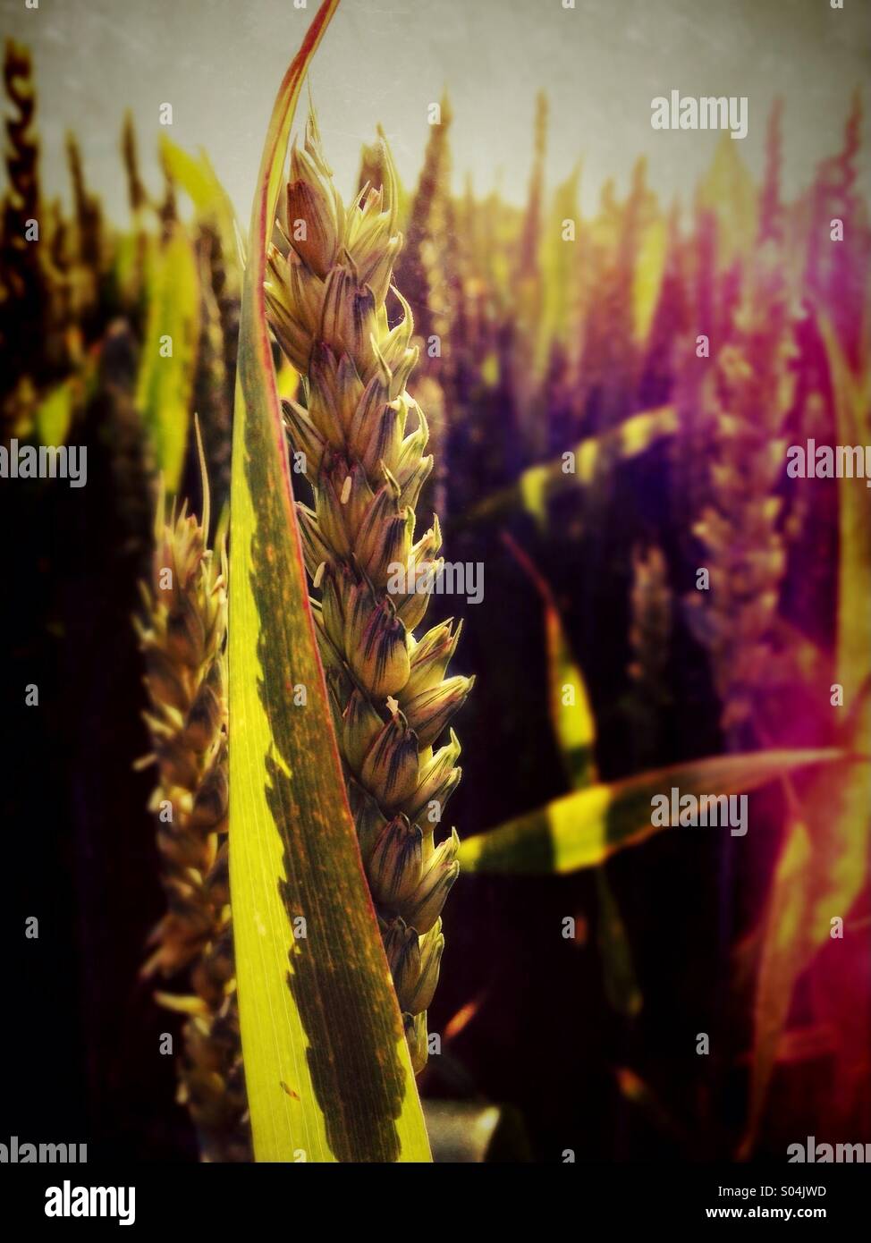 Nahaufnahme des Weizens im beleuchteten Bereich Stockfoto
