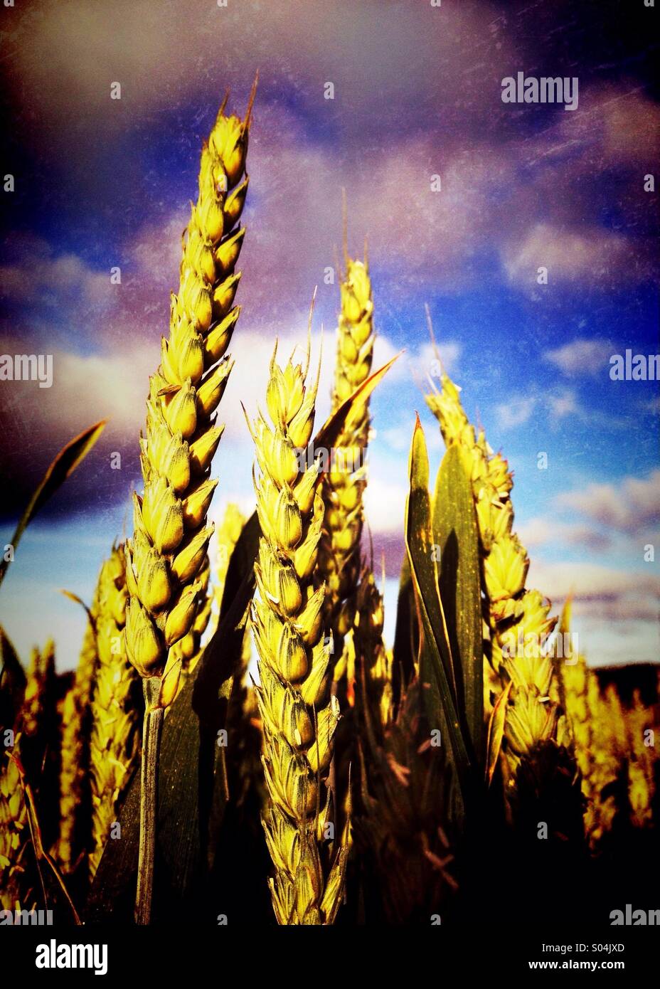 Detail des Weizens im Feld - Smartphone-aufgenommenes Stockfoto