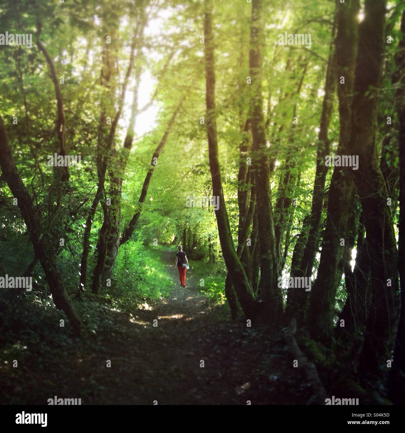 Frau zu Fuß auf den Weg durch den grünen Wald im Sommer Stockfoto