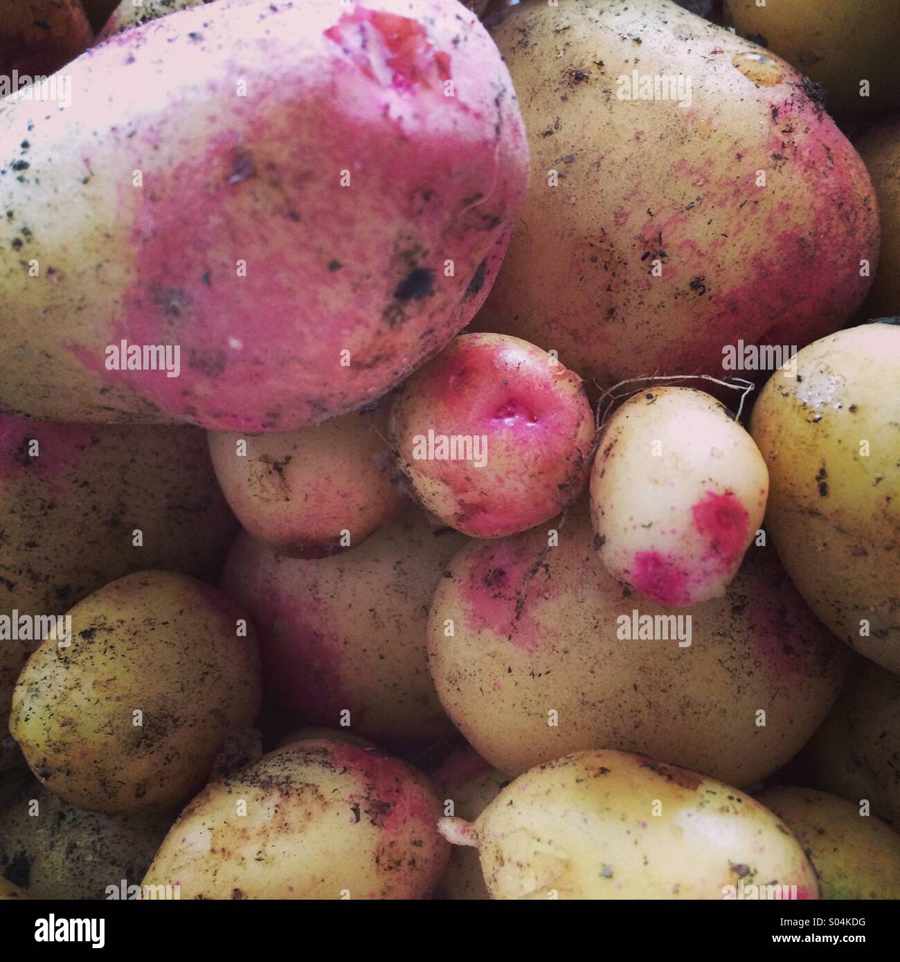 Kartoffeln frisch gegraben! Stockfoto