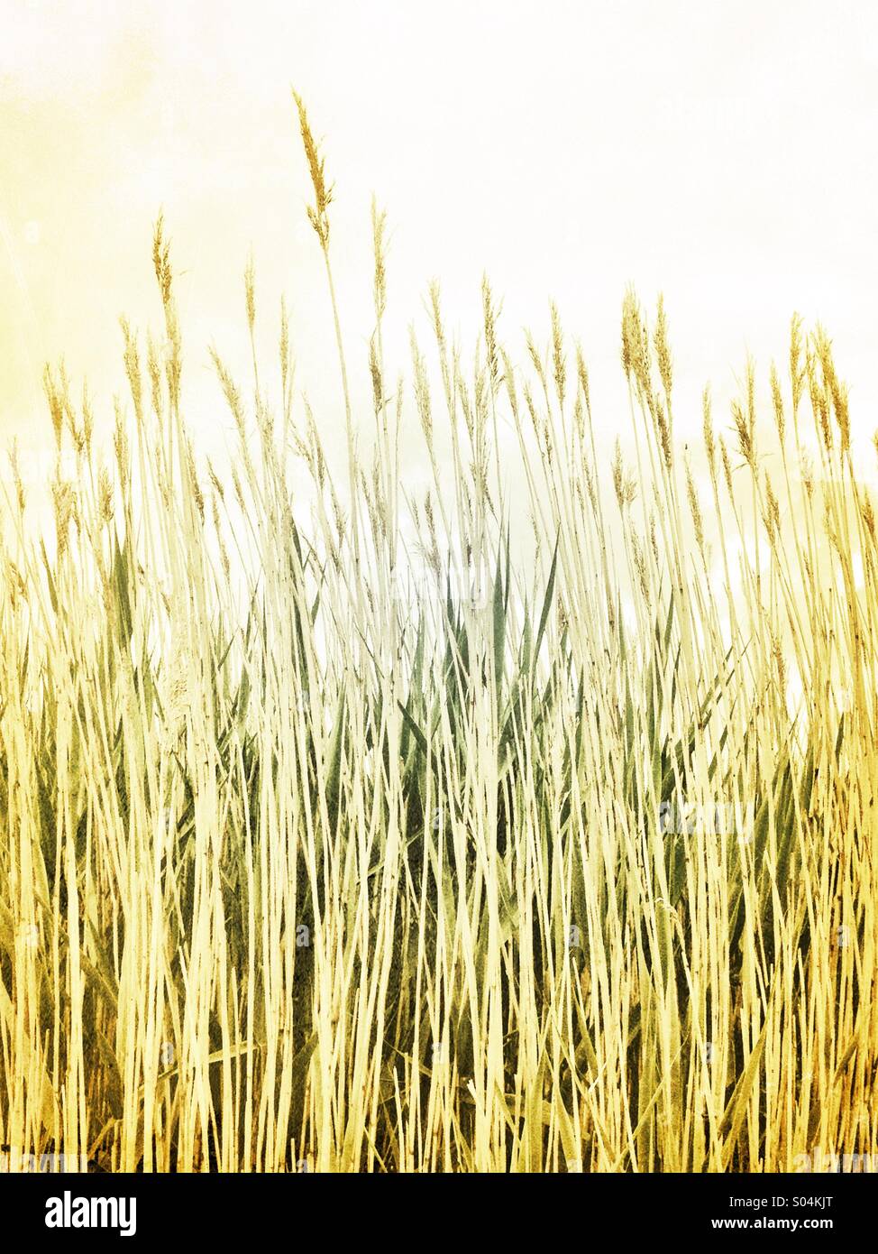 Fade Away - Smartphone-aufgenommenes Stockfoto