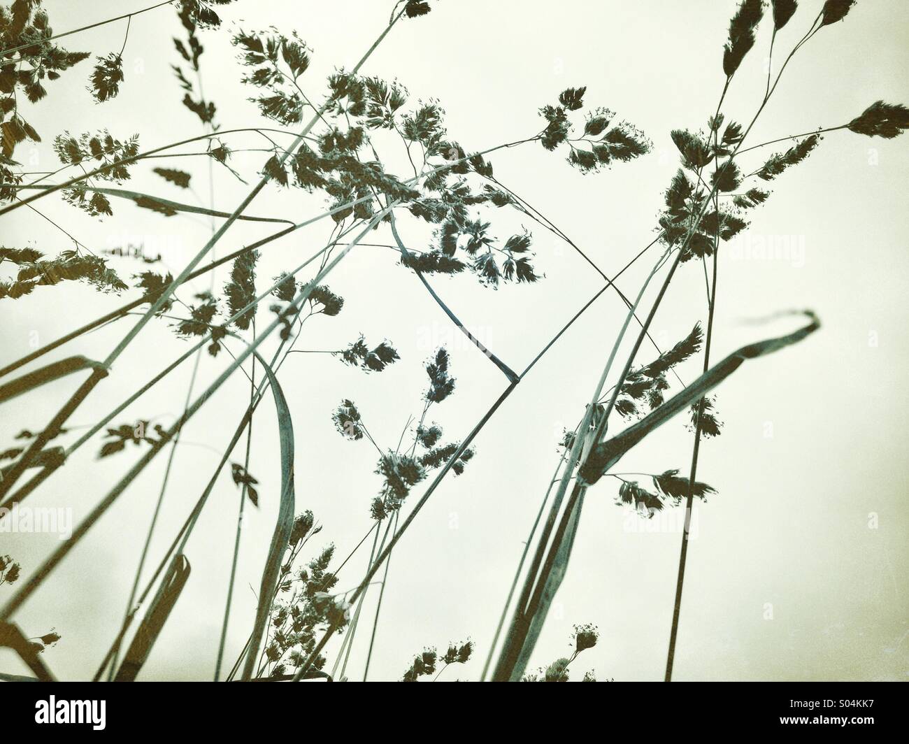 Zarte - Smartphone-aufgenommenes Stockfoto