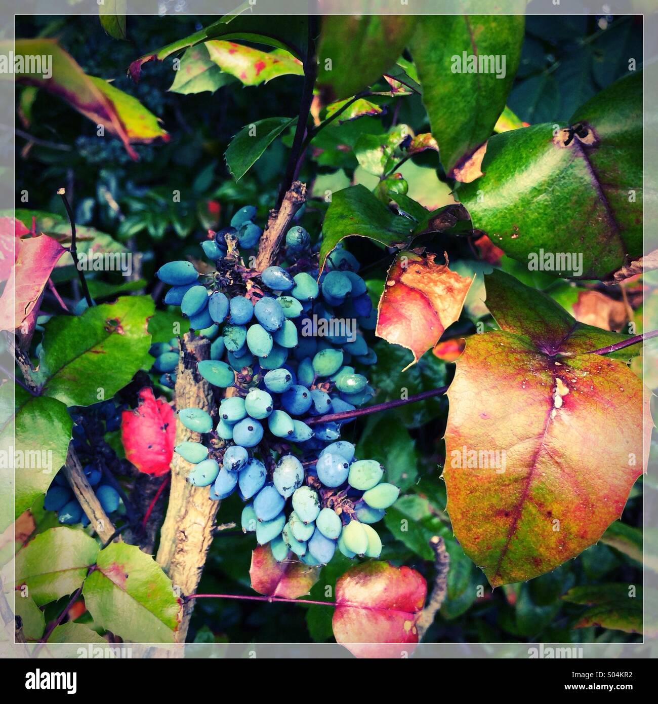 Mahonia Beeren und Blätter Stockfoto
