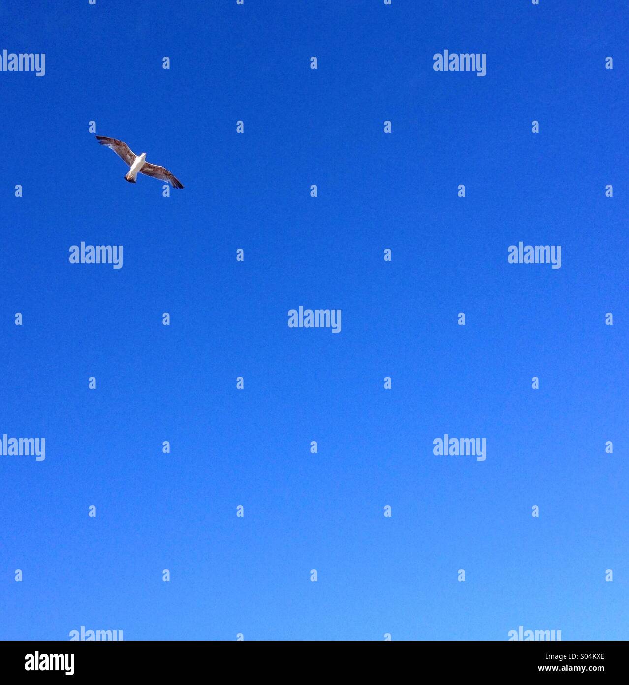 Möwen fliegen in leeren blauen Himmel - Smartphone-aufgenommenes Stockfoto