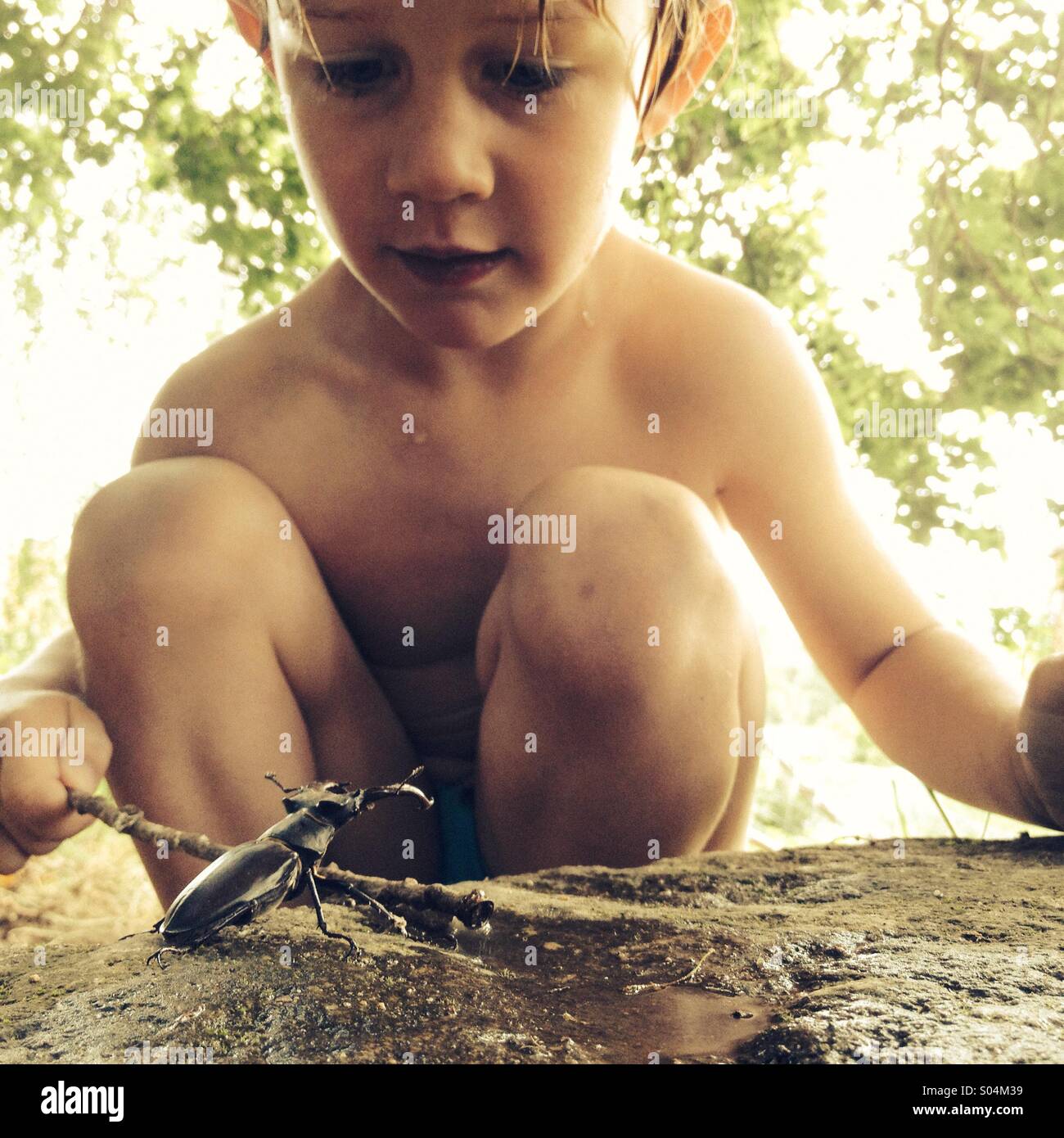 Kleiner Junge stossen einen Bug mit Stick, Europäische Hirschkäfer (Lucanus Cervus) Stockfoto