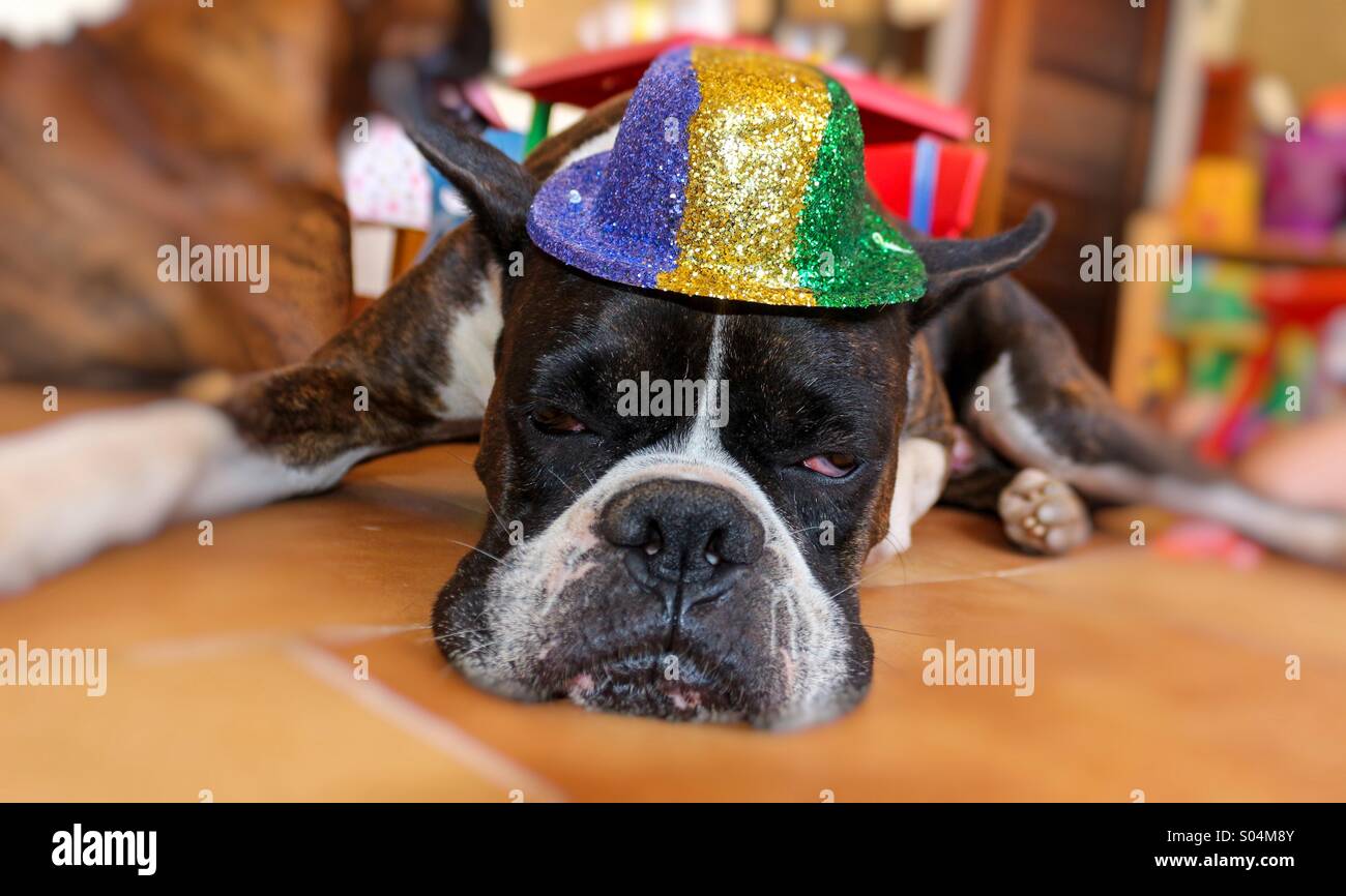 Lustige Boxer Hund mit Hut Stockfoto