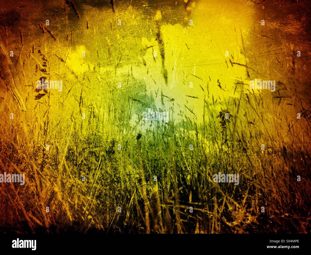 Wilde Gräser und Blumen - Smartphone-aufgenommenes Stockfoto