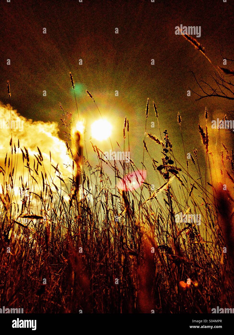 Sommerwiese - Smartphone-aufgenommenes Stockfoto