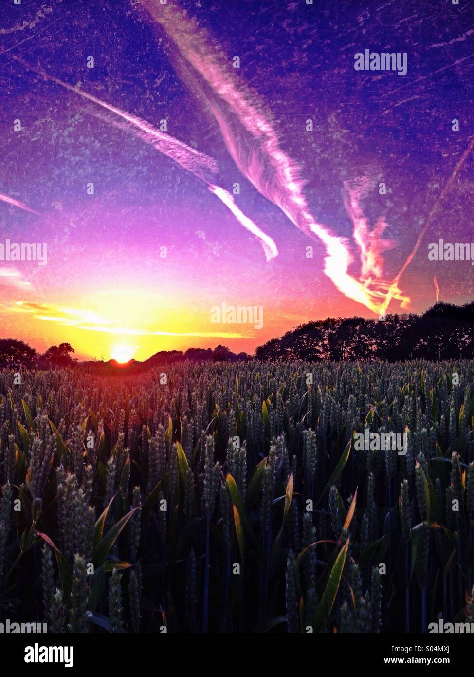 Sonnenuntergang über Weizenfeld - Smartphone-aufgenommenes Stockfoto