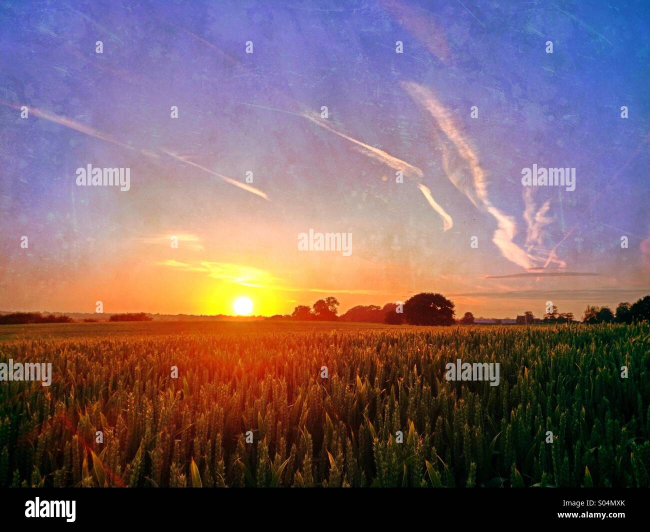 Sonnenuntergang über Weizenfeld - Smartphone-aufgenommenes Stockfoto