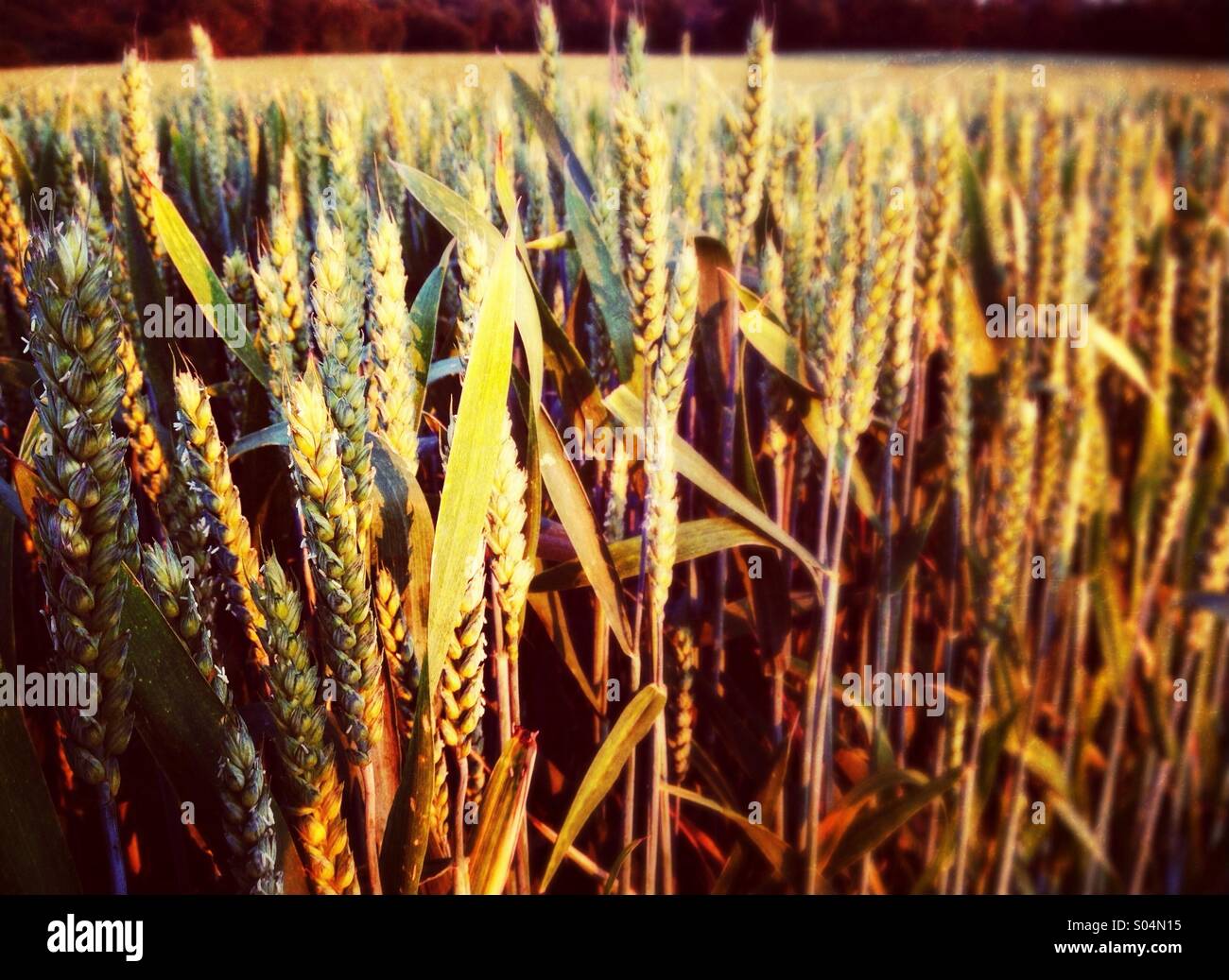 Weizenernte im späten Abendlicht Stockfoto