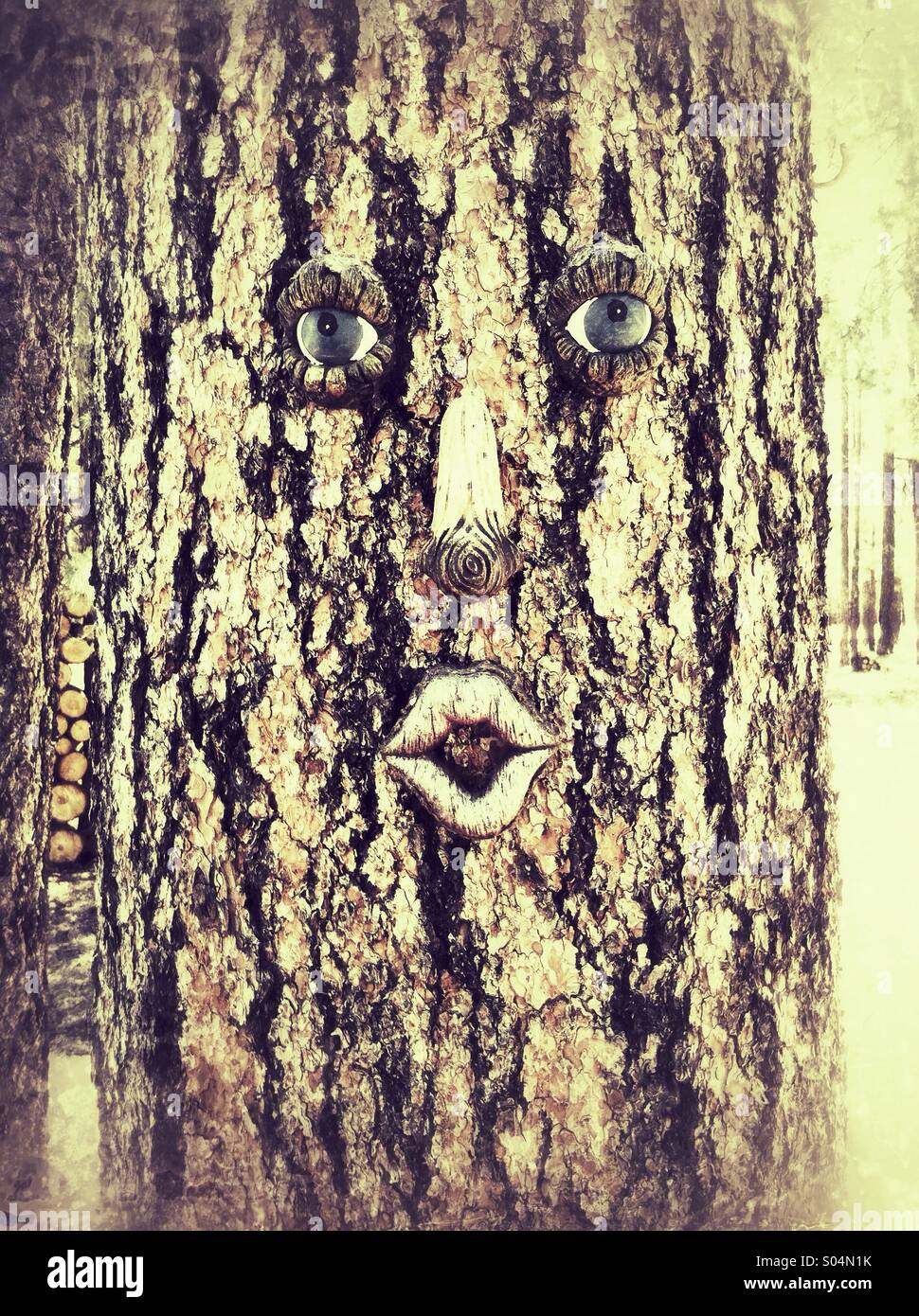 Baum-Gesicht. Arizona, Coconino Nat'l Wald. USA Stockfoto