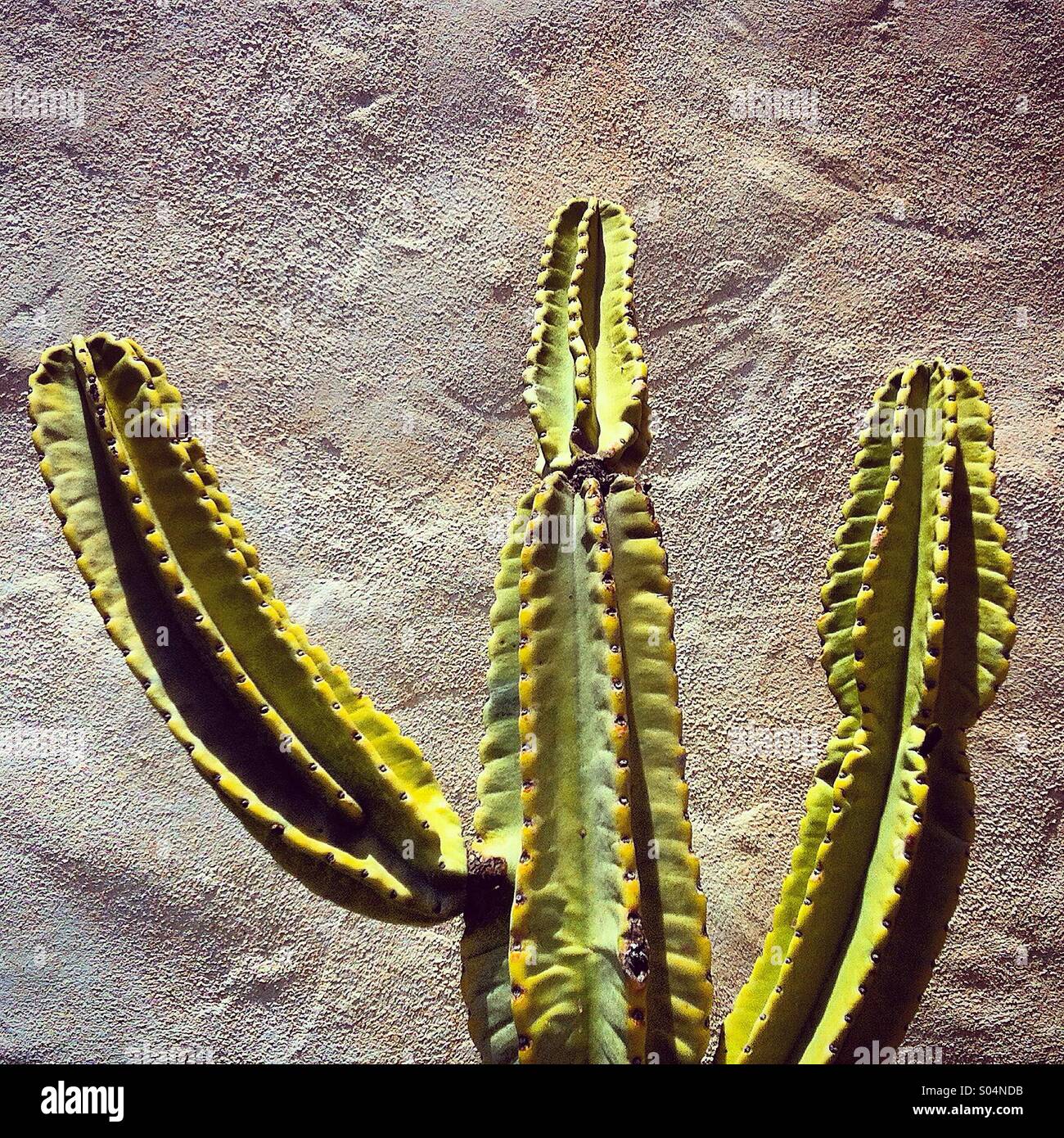 Saguaro-Kaktus gegen eine Adobe-Wand. Stockfoto