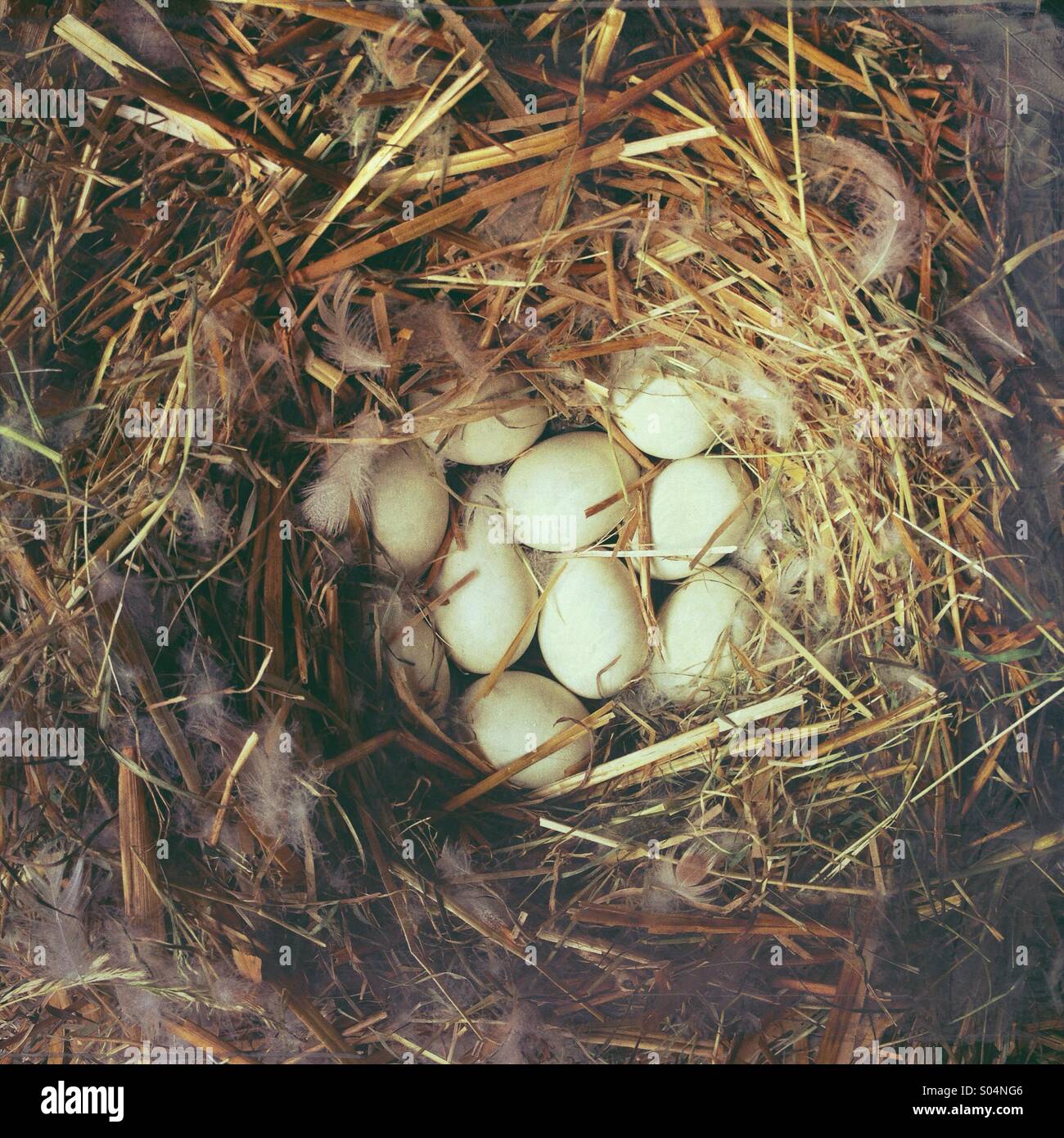 Enten nisten mit Stroh und Federn, gefüllt mit Eiern schlüpfen warten. Stockfoto