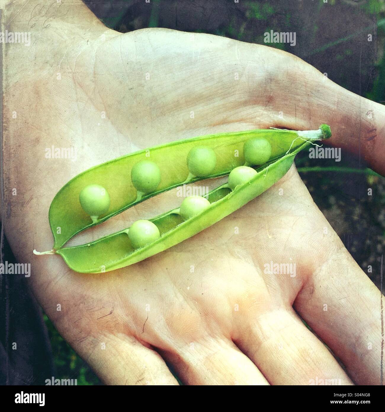 Zarte Frauenhand hält eine grüne Erbse Schote (Pisum Sativum), öffnen, um Erbsen zeigen. Stockfoto