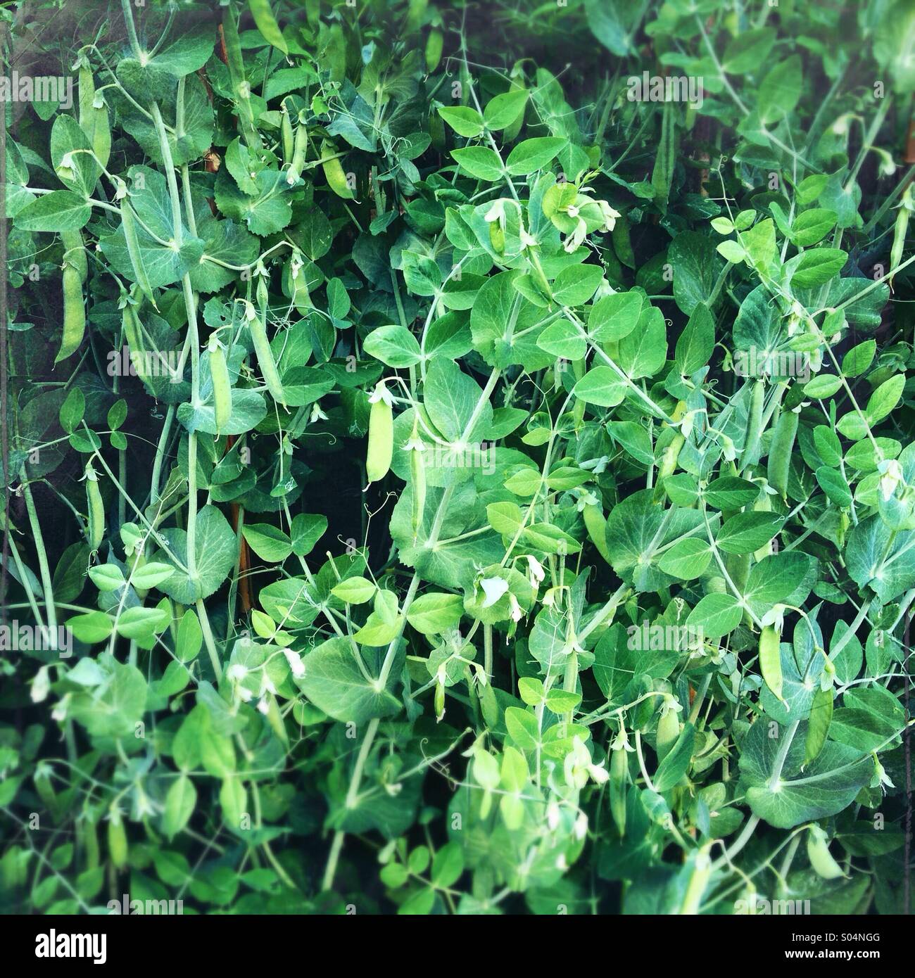 Grüne Erbse (Pisum Sativum) Pflanze wächst im Garten Stockfoto