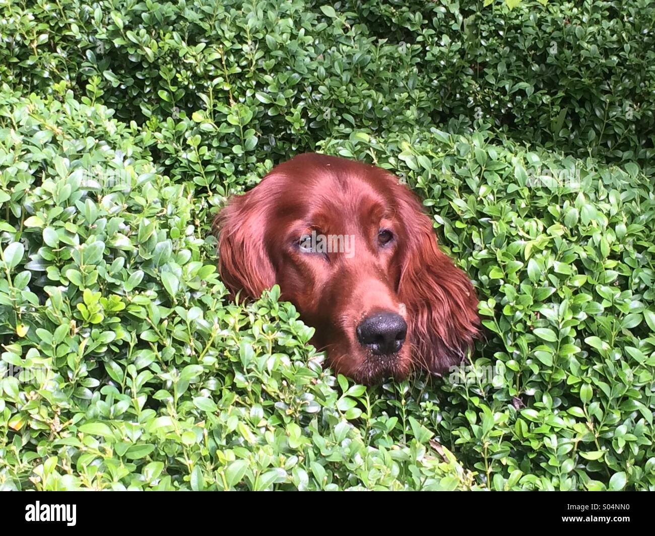 9 Monate alten Irish Red Setter späht seinen Kopf durch Box-Hecke. Stockfoto