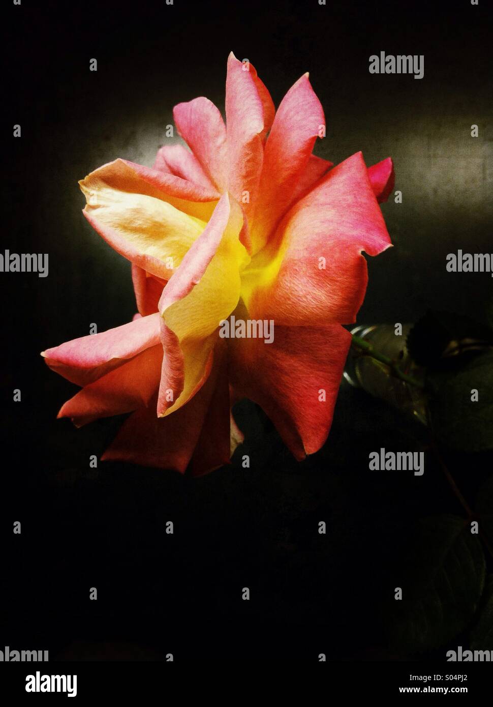 rose Orangenblüten-Stillleben Stockfoto