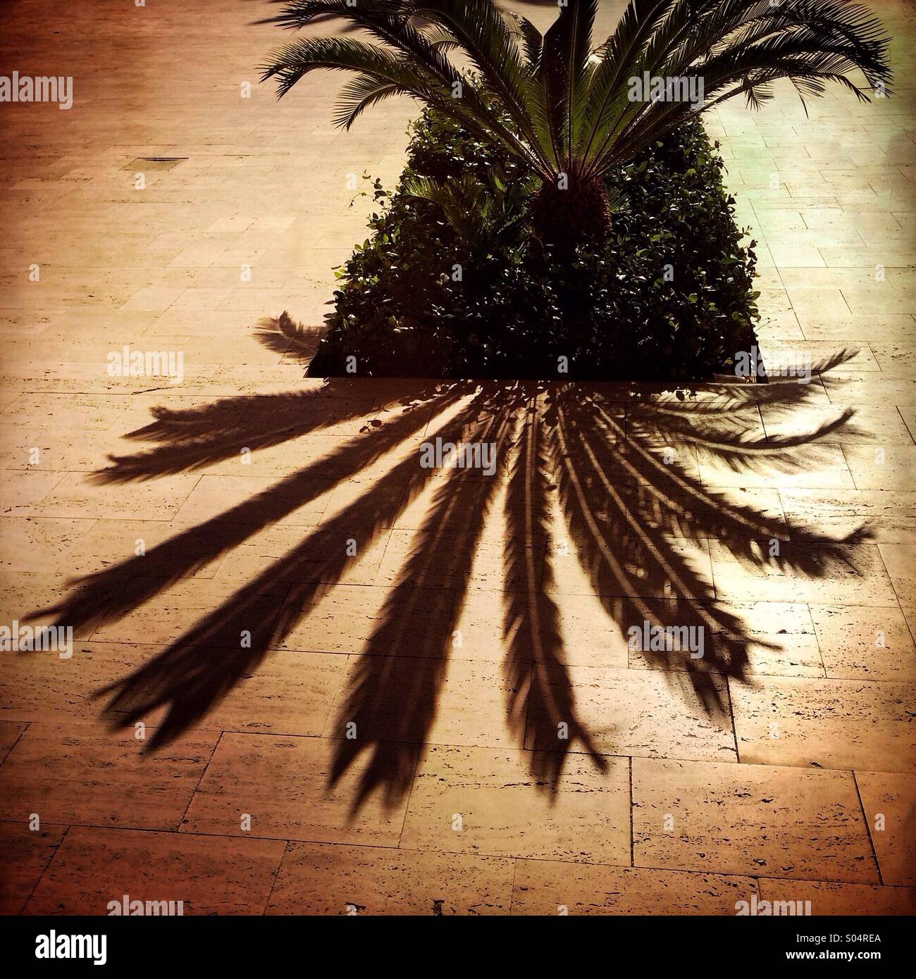 Palmen Schatten im Hof der upscale Hotel in Las Vegas, Nevada, USA Stockfoto