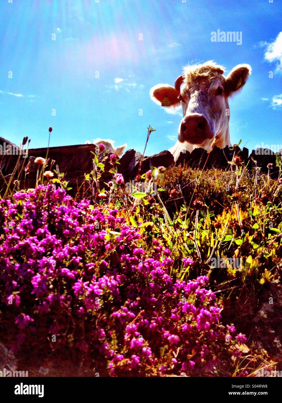 Heather und Kuh Stockfoto