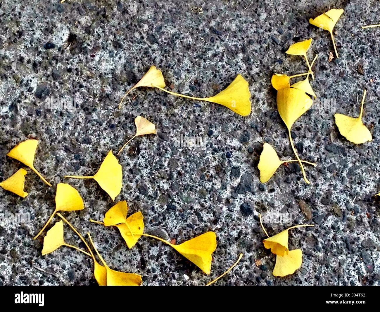 Ginkgo-Blätter im Herbst Stockfoto