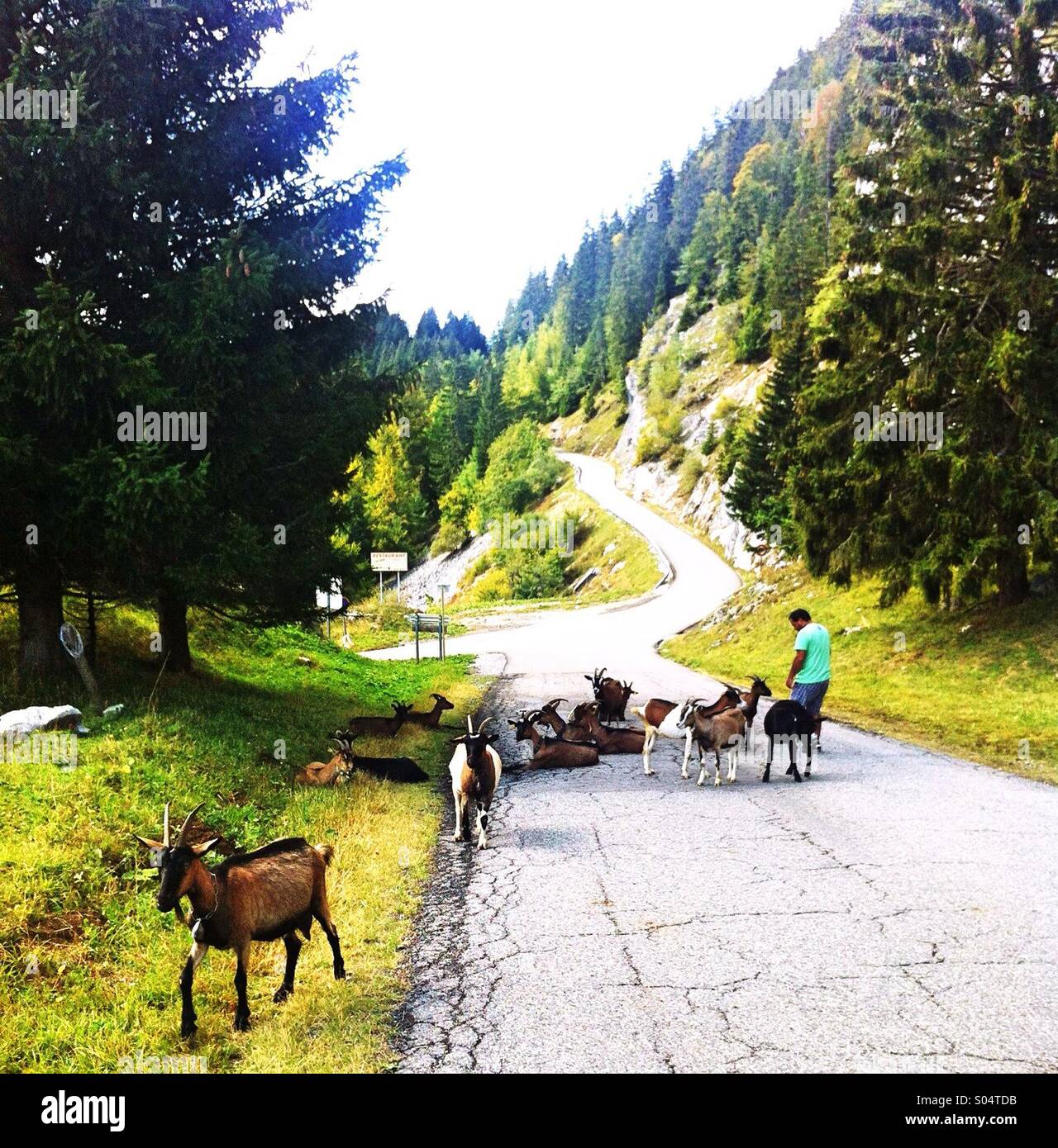 Wilde Ziegen auf der Straße, Französische Alpen, Frankreich - Smartphone-aufgenommenes Stockfoto