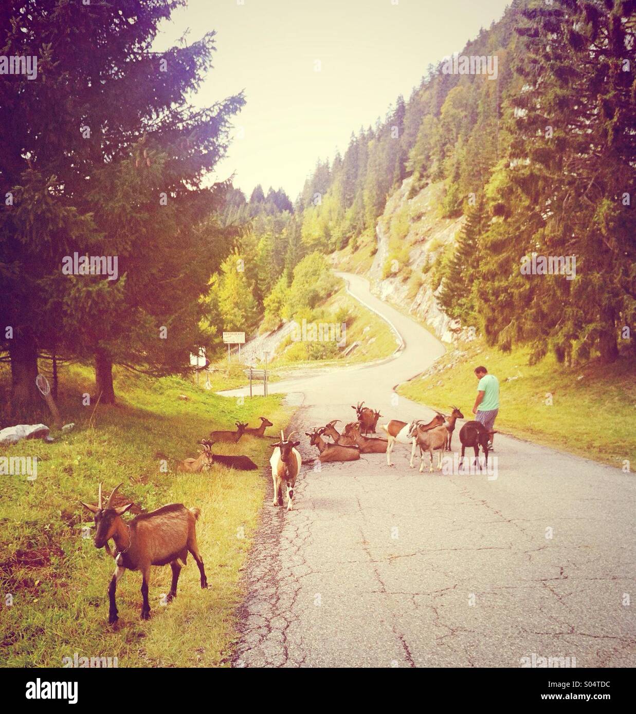 Ziegen in den Bergen, Französische Alpen, Frankreich - Smartphone-aufgenommenes Stockfoto