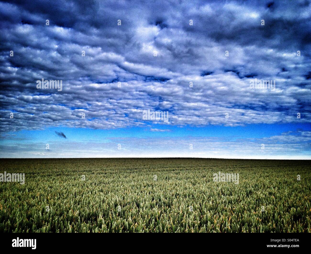 Monokultur Stockfoto