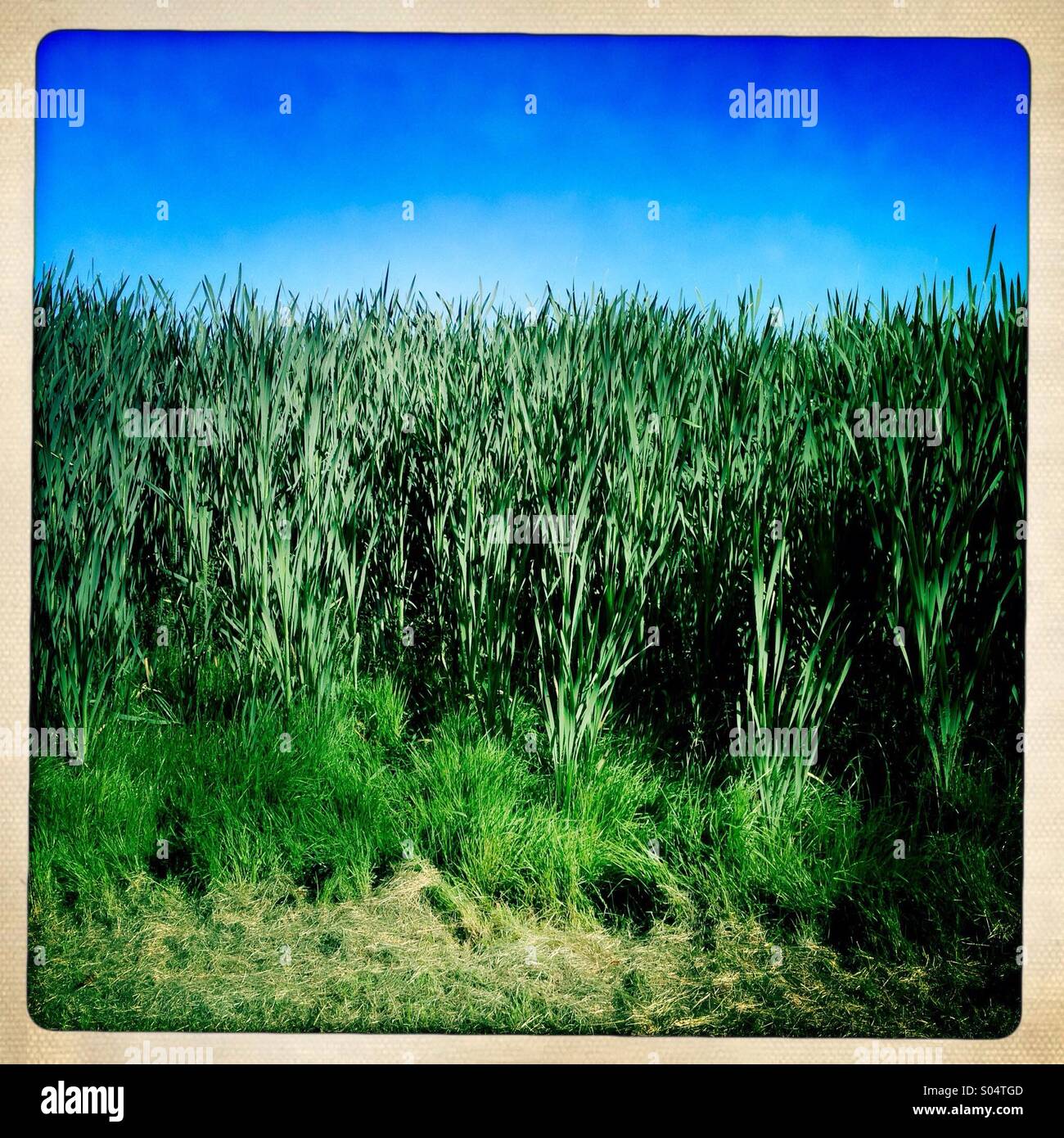 Hipstamatic Foto mit weißem Rand. Grafik, Foto von Gräsern mit langen Rasen im Vordergrund. Stockfoto