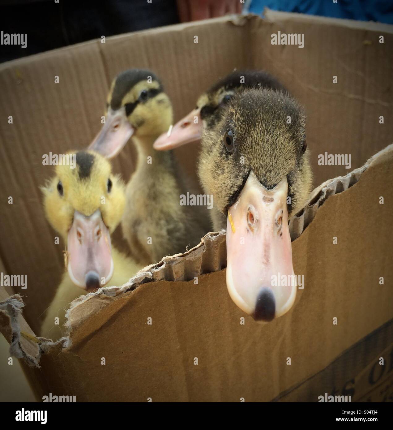 Wohin gehen wir? Stockfoto