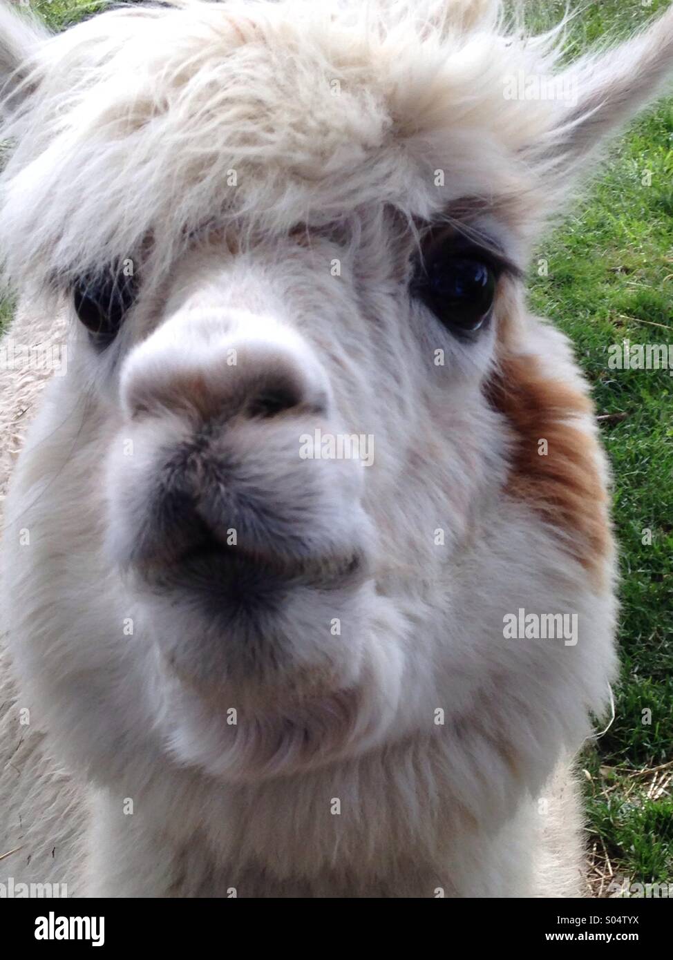 Komm und gib mir einen großen dicken Kuss. - Smartphone-aufgenommenes Stockfoto