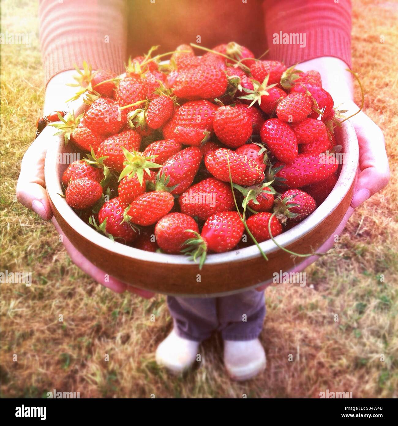 Frau mit großen Schüssel von frisch gepflückten Erdbeeren reif Stockfoto
