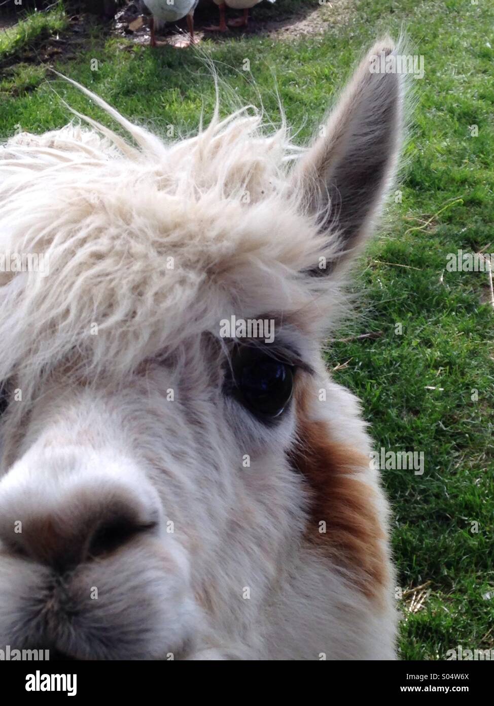 Höhepunkt einer Boo Alpaka. - Smartphone-aufgenommenes Stockfoto