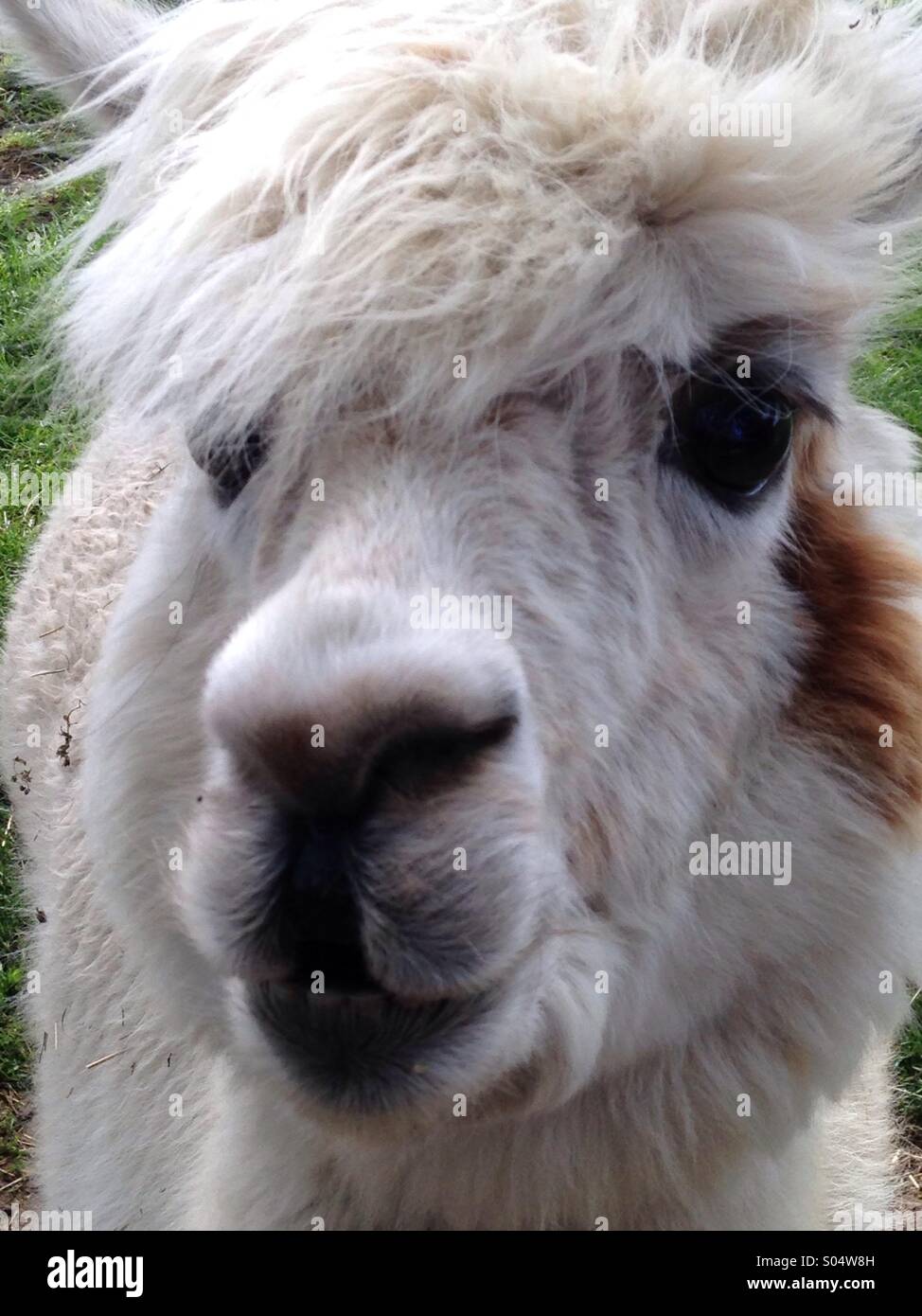 Bitte recht freundlich! - Smartphone-aufgenommenes Stockfoto