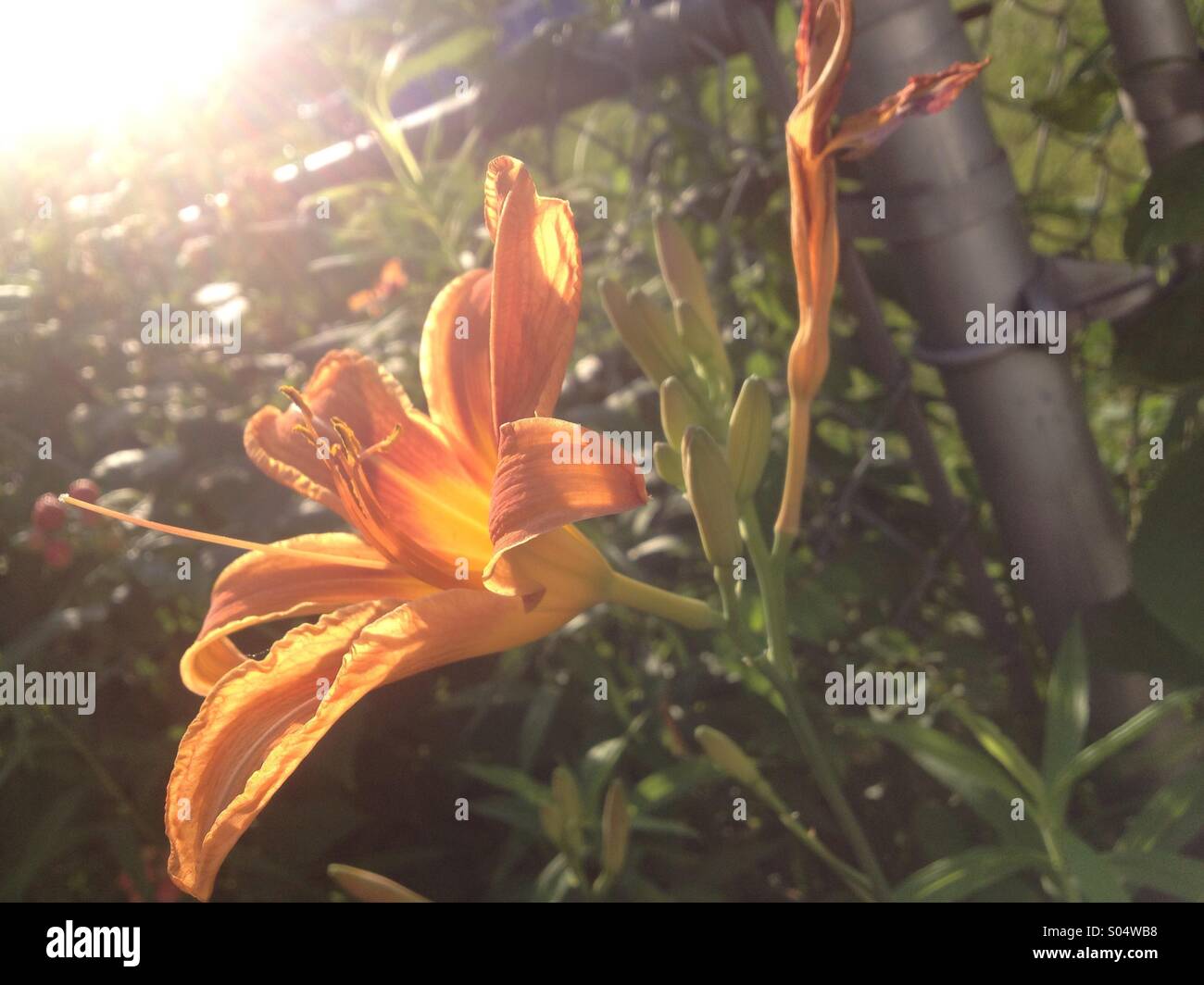 Glühend, Blume, orange, ohne filter Stockfoto