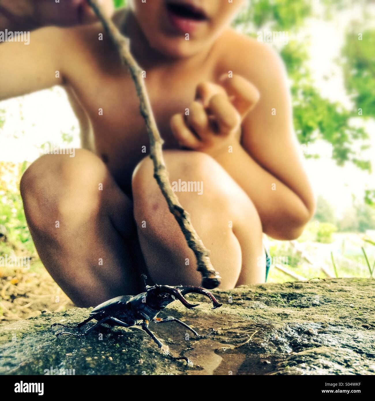Kleiner Junge stossen einen Bug mit Stick, Europäische Hirschkäfer (Lucanus Cervus) Stockfoto