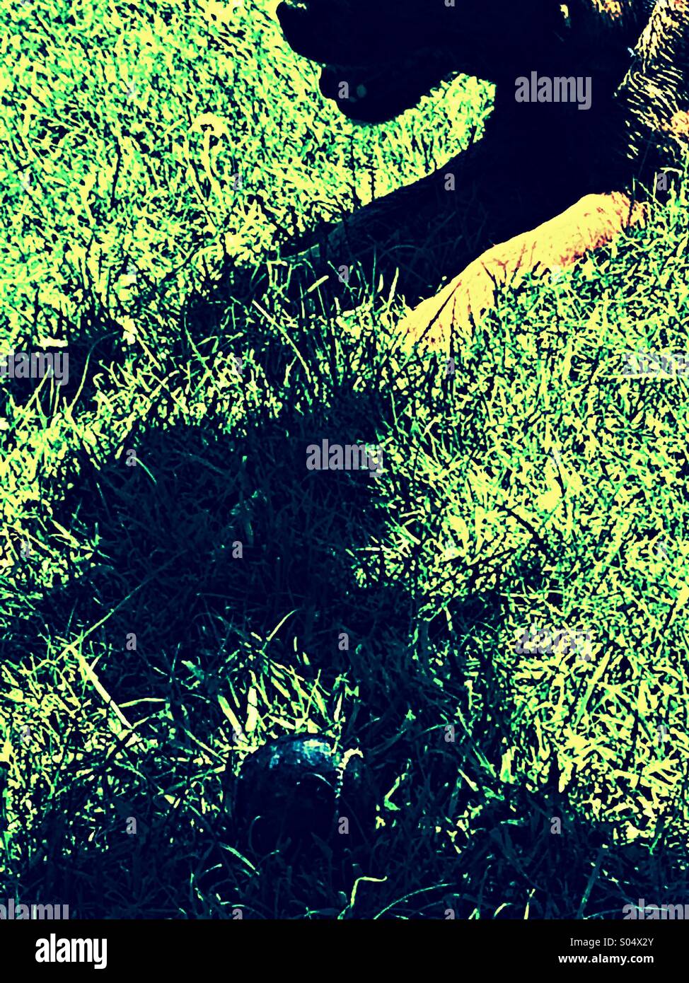 Keuchend Border Terrier Hund liegen auf dem Rasen in der Nähe von Kugel Stockfoto
