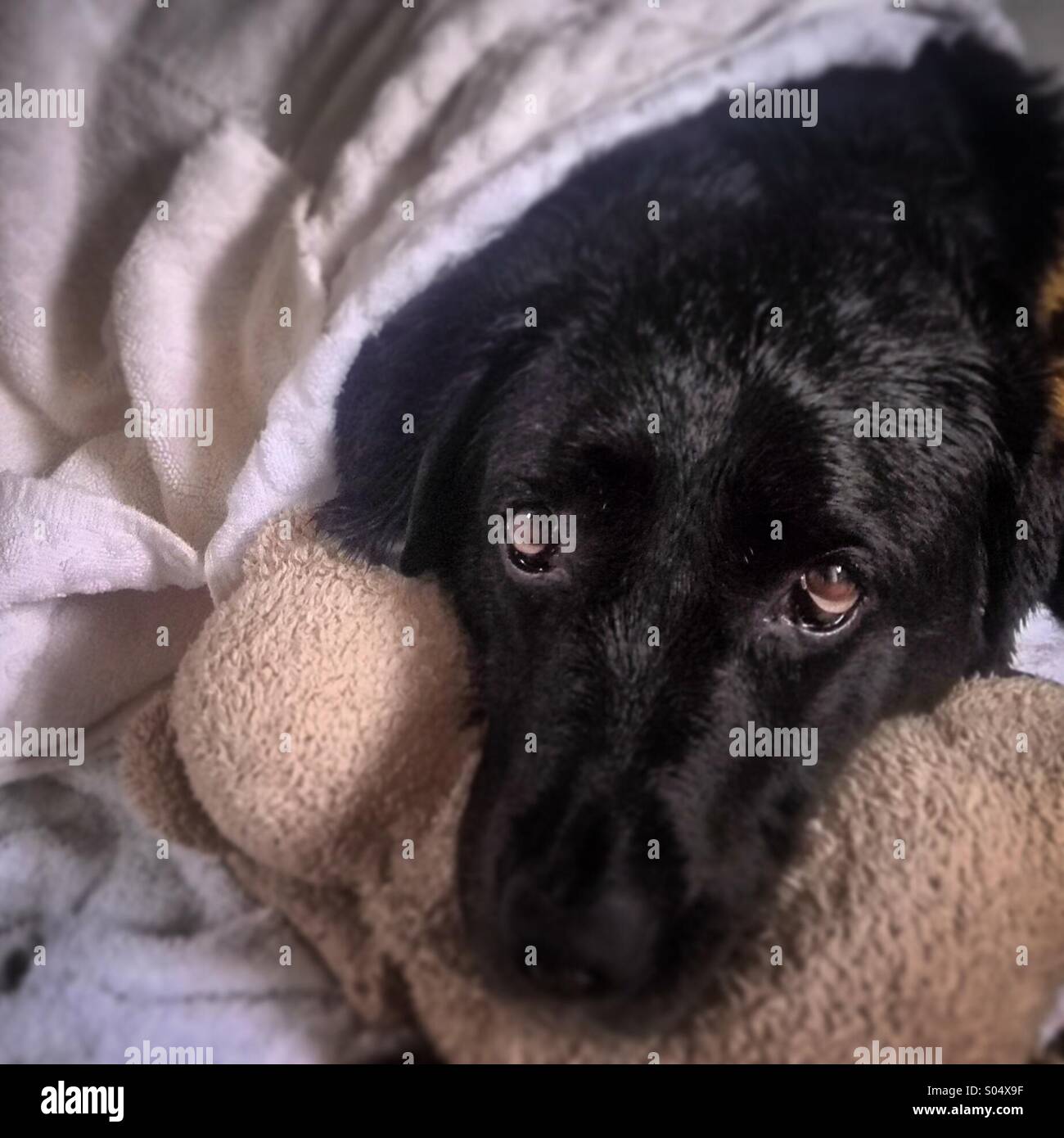 Besorgt aussehender nasser Hund nach dem Bad. Mobiltelefon-Foto mit einem Telefon oder Tablet Nachverarbeitung. Stockfoto