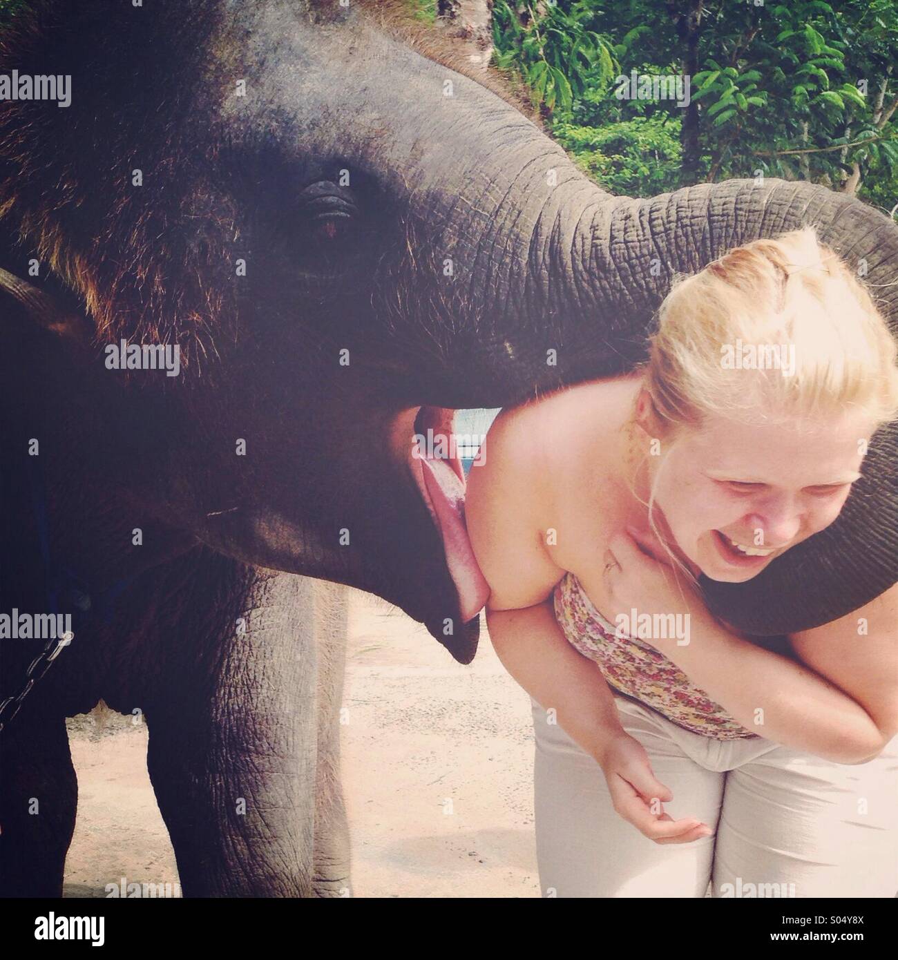Frau wird von einem Elefanten geküsst Stockfoto