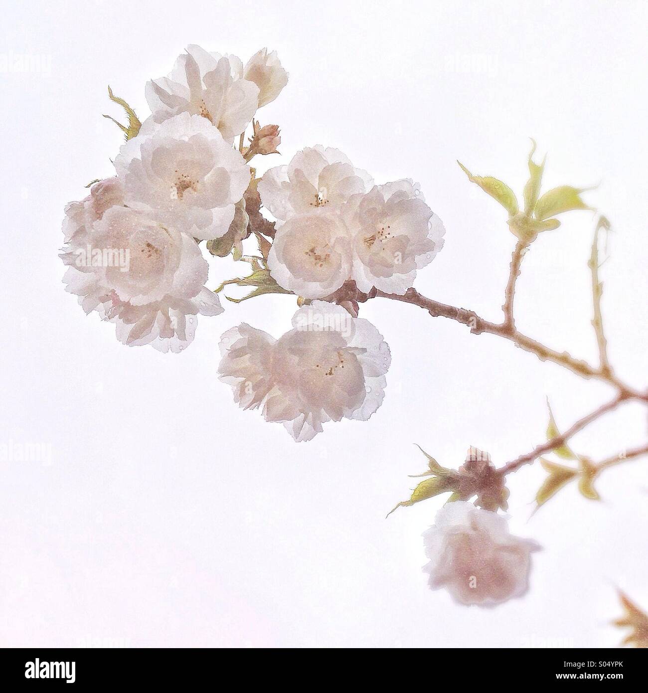 Frühlingsblüten Stockfoto