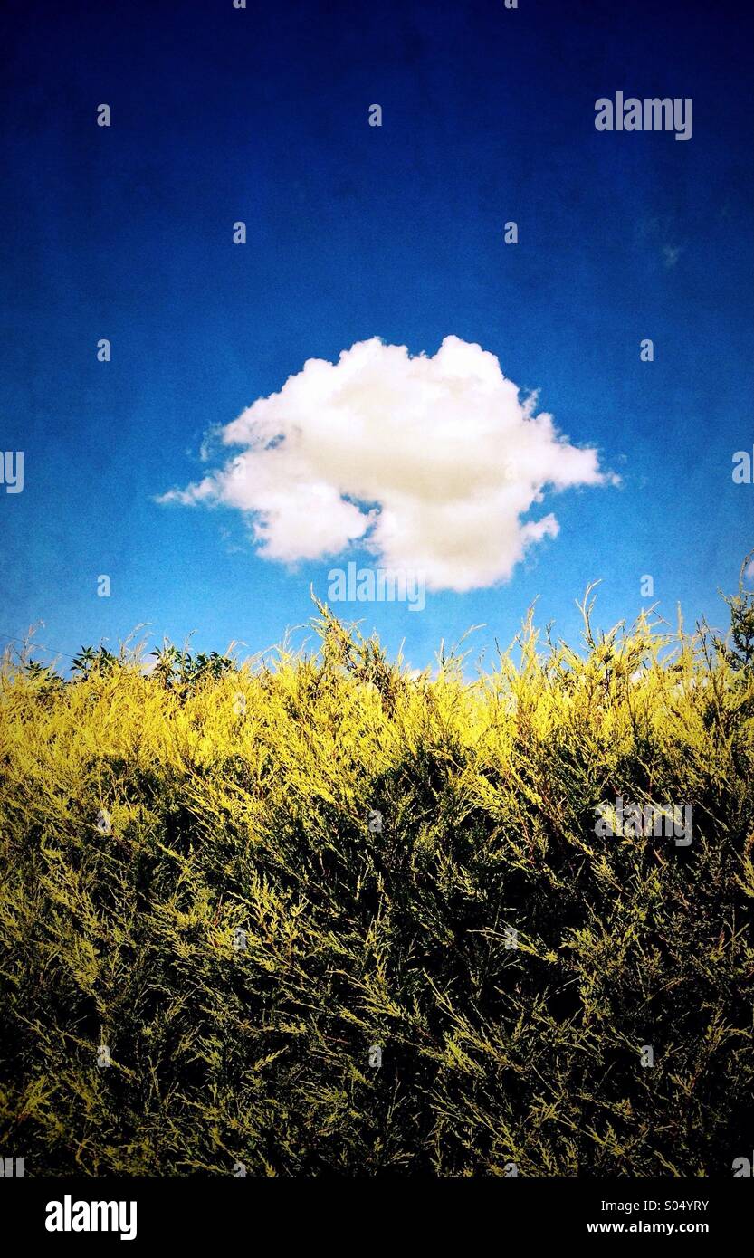 Weiße Wolke und Hecke Stockfoto