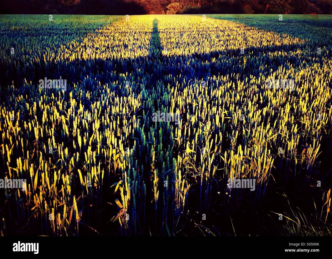 Schatten machen Kreuz auf Weizenfeld in späten Abendstunden Stockfoto