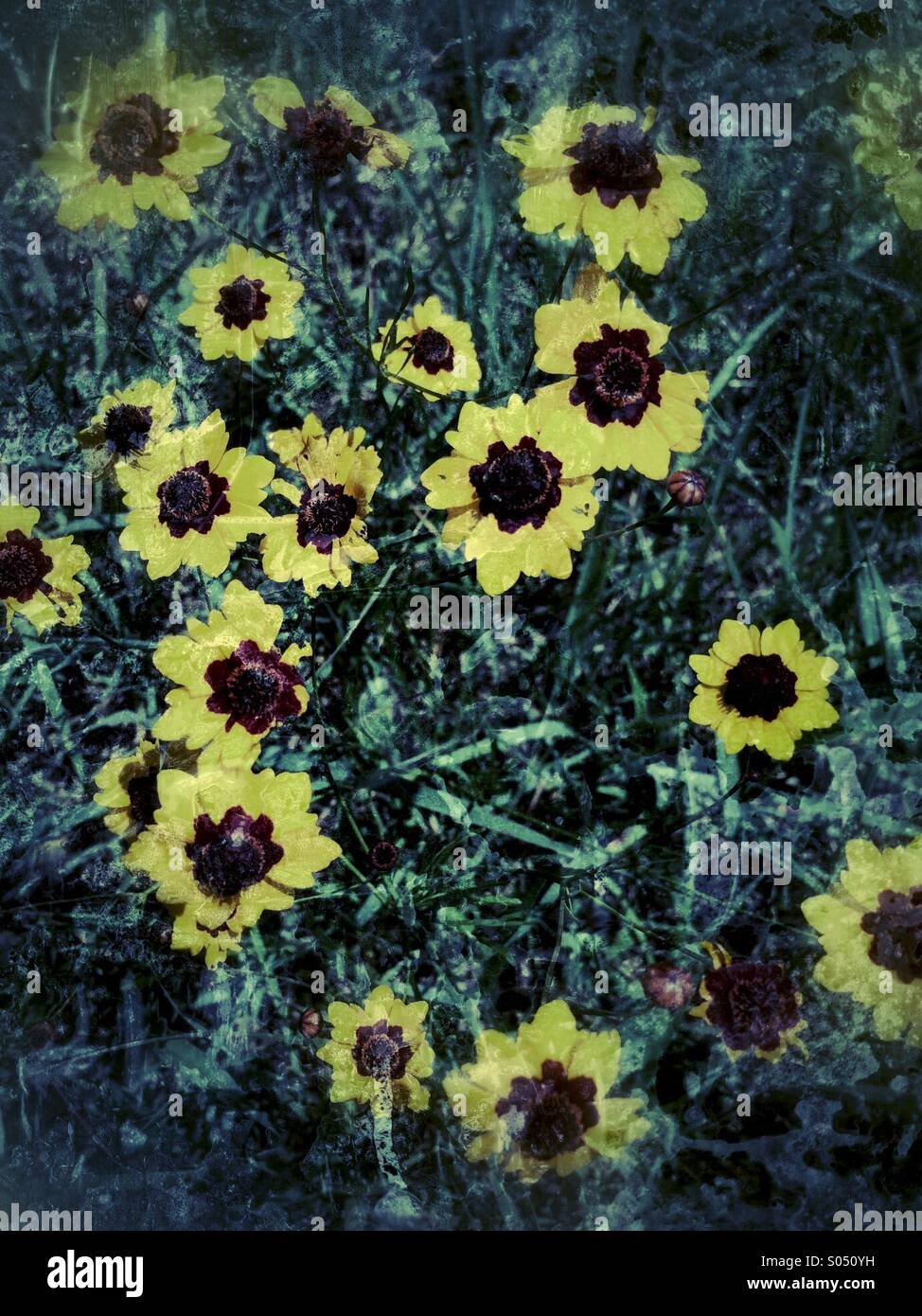Ein Bereich der gelbe Wildblumen - Smartphone-aufgenommenes Stockfoto