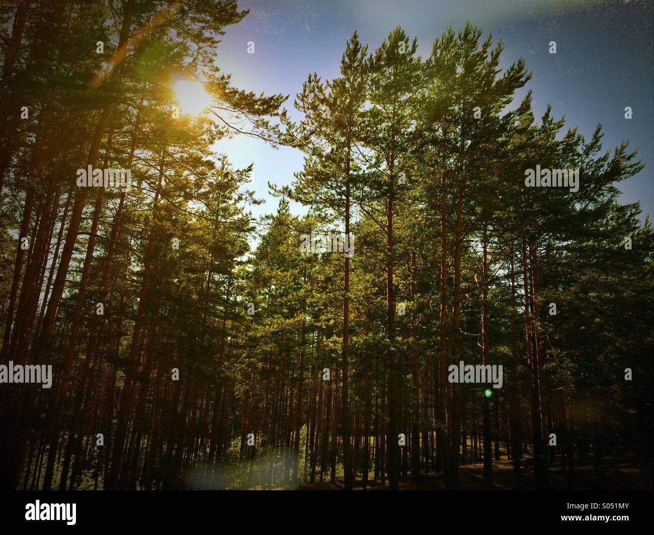 Sonnenuntergang im Pinienwald. Sonnige Landschaft - Smartphone-aufgenommenes Stockfoto