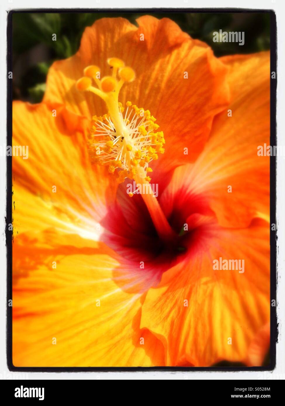 Nahaufnahme von orange Hibiskusblüte - Smartphone-aufgenommenes Stockfoto