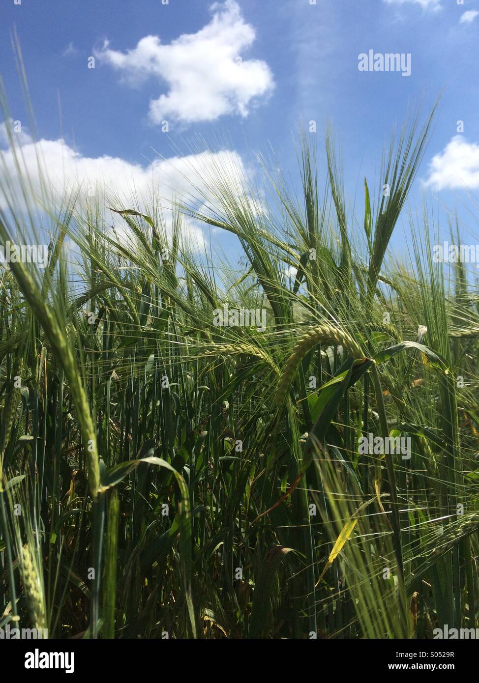 Weizen - Smartphone-aufgenommenes Stockfoto
